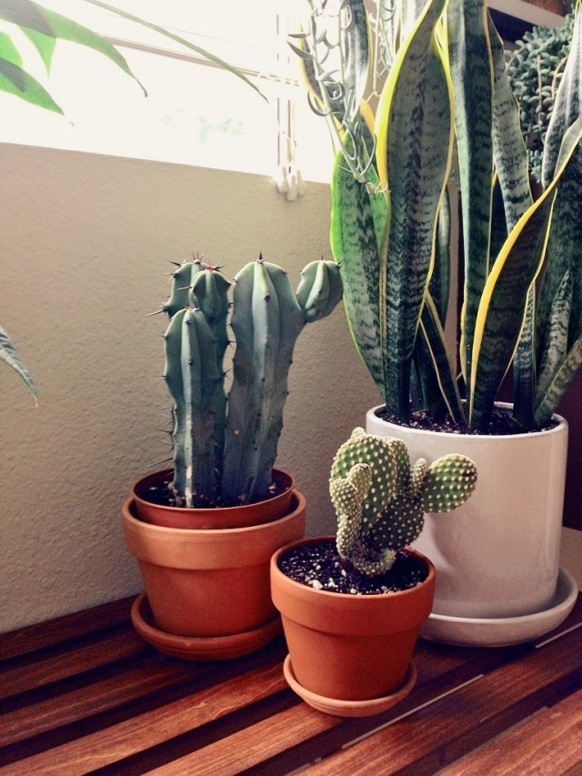 cacti / the style eater