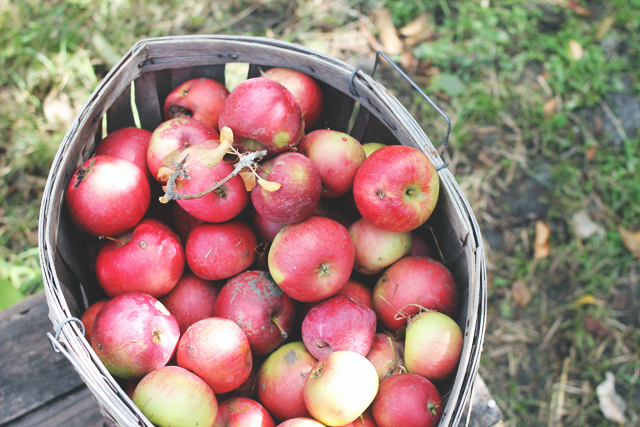 apple farm / THE STYLE EATER