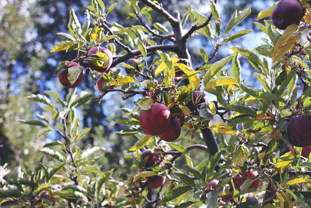 apple farm / THE STYLE EATER